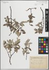 Foto von Salix glauca L. x Salix repens L.